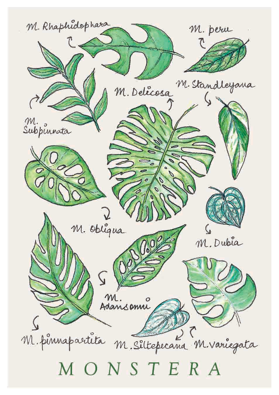 Monstera | Art Print